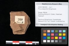 Foto (Objekt + Etikett) von Pinus praepumilio Ettingshausen (NHMW-GEO-2024-0188-0260)